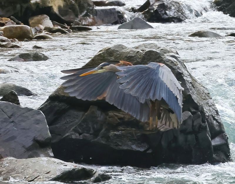 great blue heron 1-29-25-535x14lc.jpg
