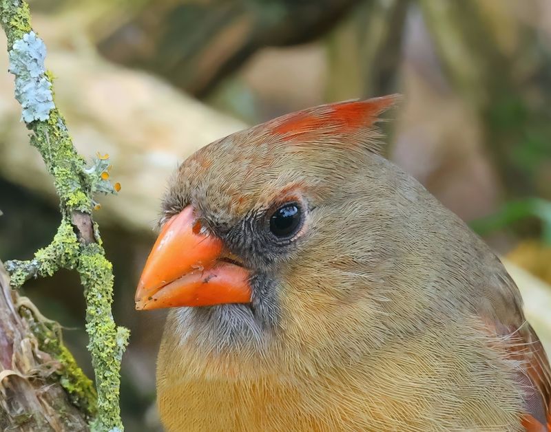 cardinal 1-31-25-734x14lc.jpg