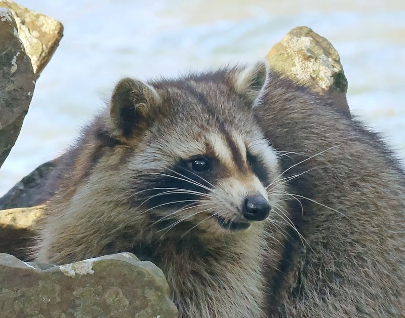 raccoon 2-2-25-866x14lc.JPG