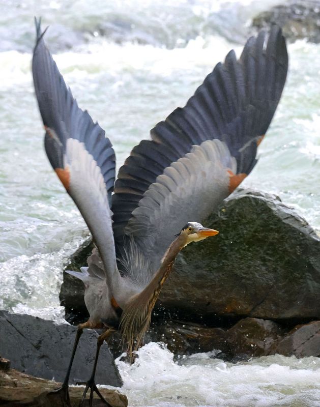 great blue heron 2-4-25-153x14ltc.jpg