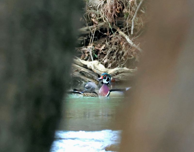 wood ducks 2-4-25-407tx14lc.JPG