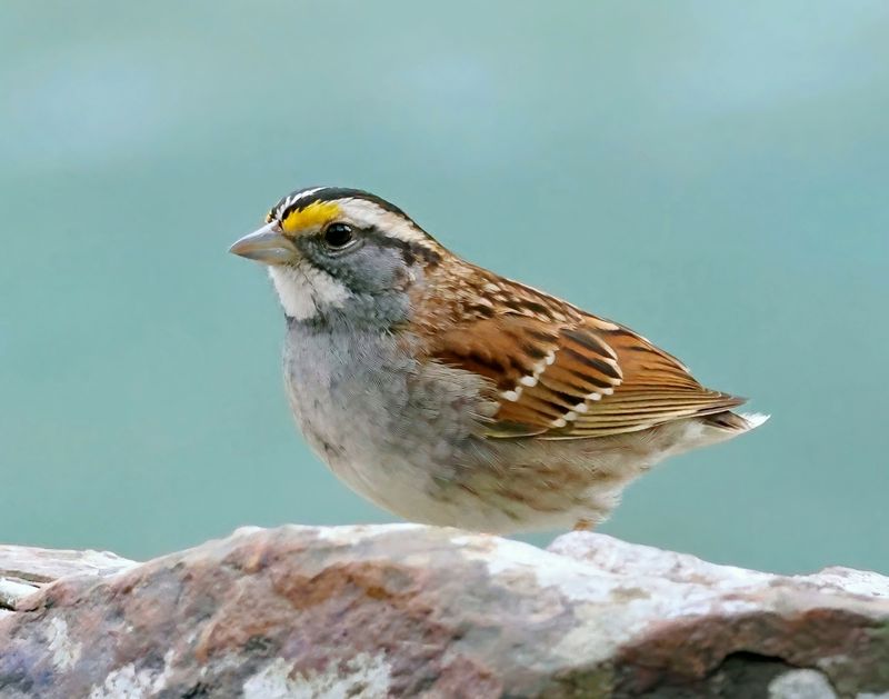 white-throated sparrow 1-28-25-141x14lc.jpg
