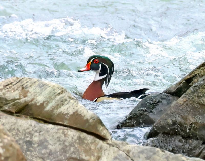 wood duck 2-10-25-250x14lc.jpg