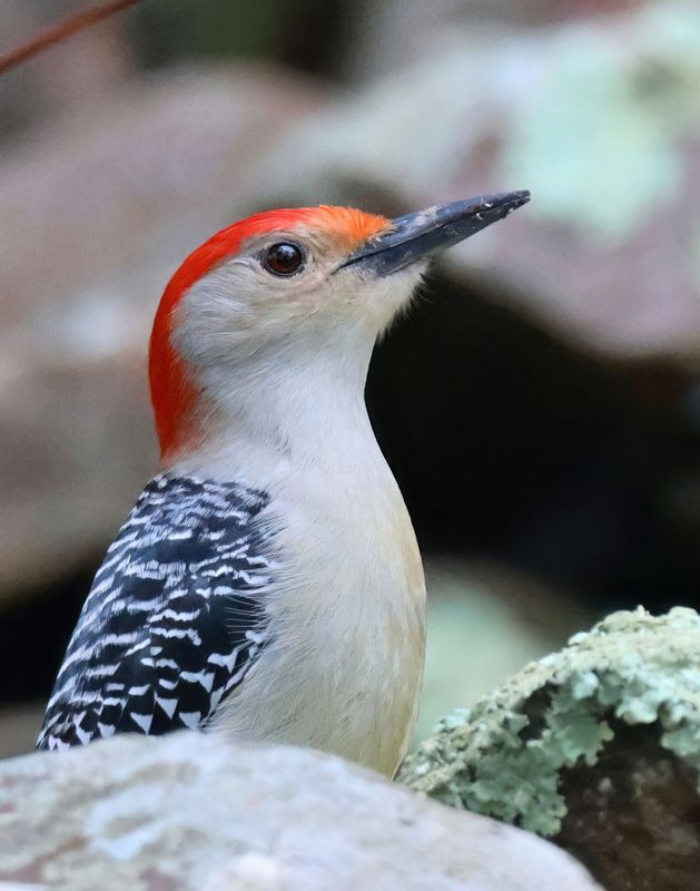 red-bellied woodpecker 2-11-25-315x14ltc.jpg
