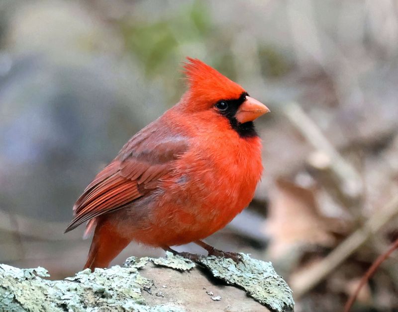 cardinal 2-10-25-177x14lc.jpg