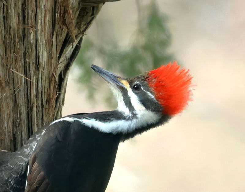 pileated woodpecker 2-14-25-537x14lc.jpg