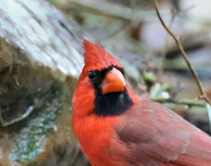 cardinal 2-15-25-969x14lc.jpg
