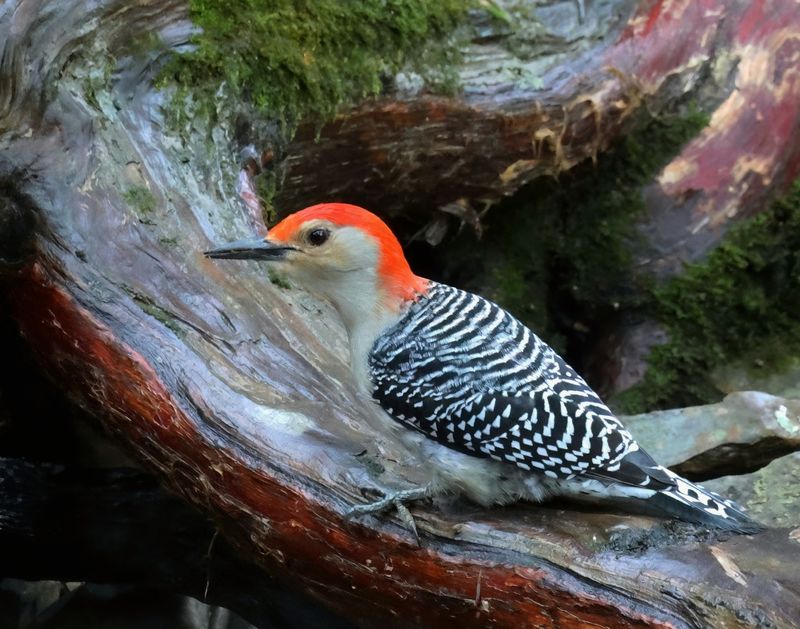 red-bellied woodpecker 2-11-25-351x14lc.jpg