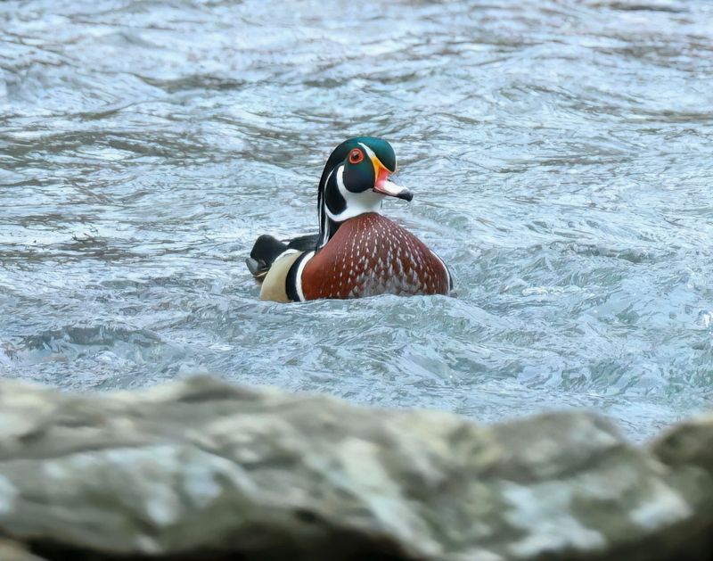 wood duck 2-14-25-516x14lc.jpg