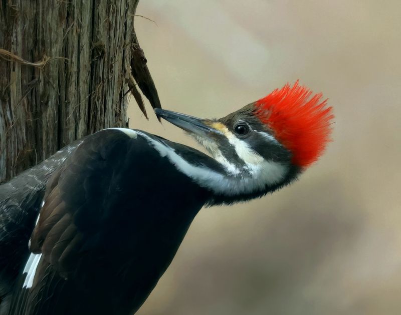 pileated woodpecker 2-14-25-531x14lc.jpg