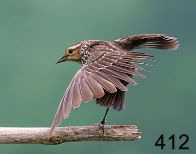 412red-wing blackbird 5-16-08 4d048x14l.jpg
