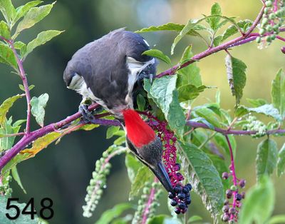 548pileated woodpecker 8-4-06 cl2x14l.jpg