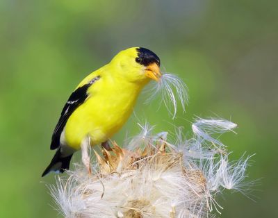 american goldfinch  6-9-25-463x14lc.jpg