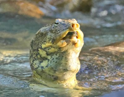 spiny softshell  6-20-25-539x14lhc.jpg