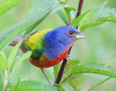 painted bunting  6-3-25-755x14lc.jpg
