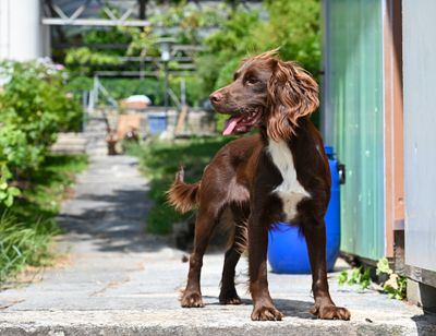 Ivy the Sprocker