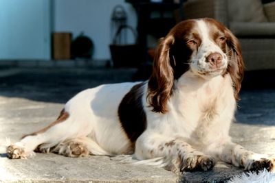 Spaniels in Summer