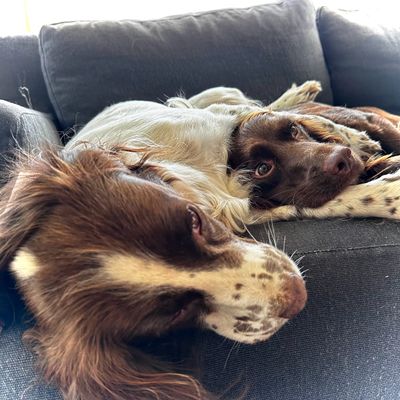 Protective Molly 