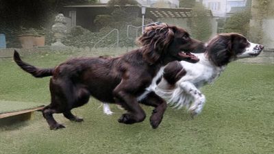 Charge!