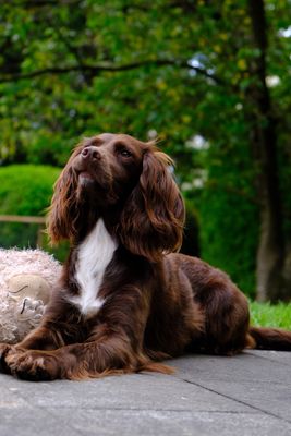Spaniels in Spring