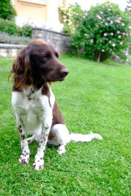 Our Small Munsterlander