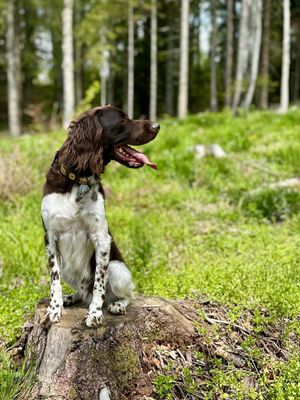 Our Small Munsterlander