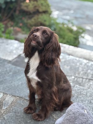 Spaniels in Spring