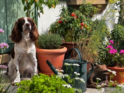 Spaniels in Summer