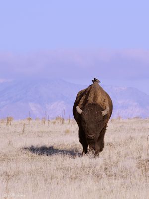 bison__buffalo
