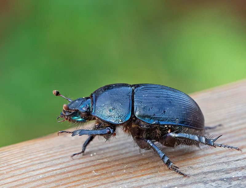 Sandtordyvel, (Geotrupes spiniger)