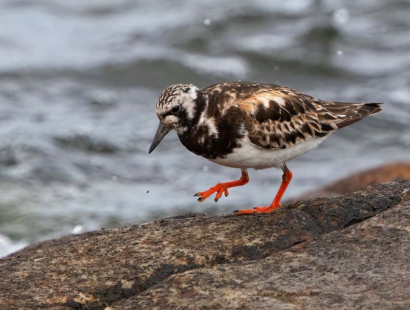 Ruddy Turnstone, adult female