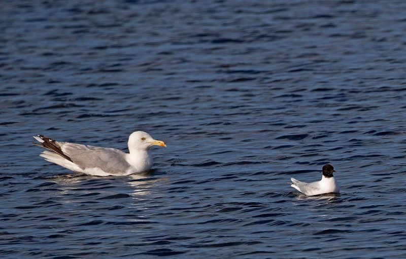 Little Gull, adult summer, and a big Herring Gull