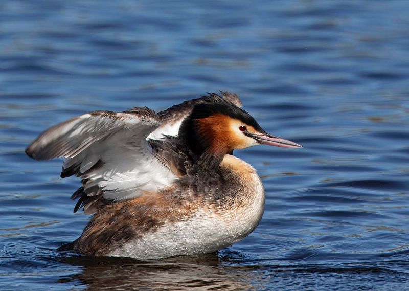 Great Crested Grebe, male in breeding plumage