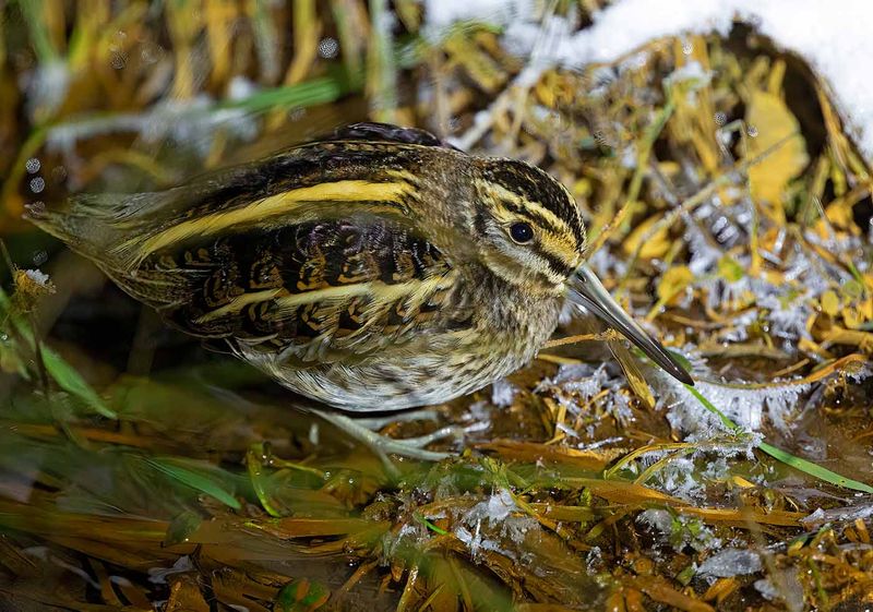 Jack Snipe