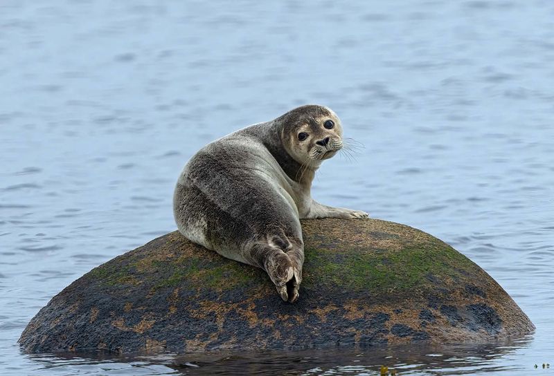 Common Seal, juvenile