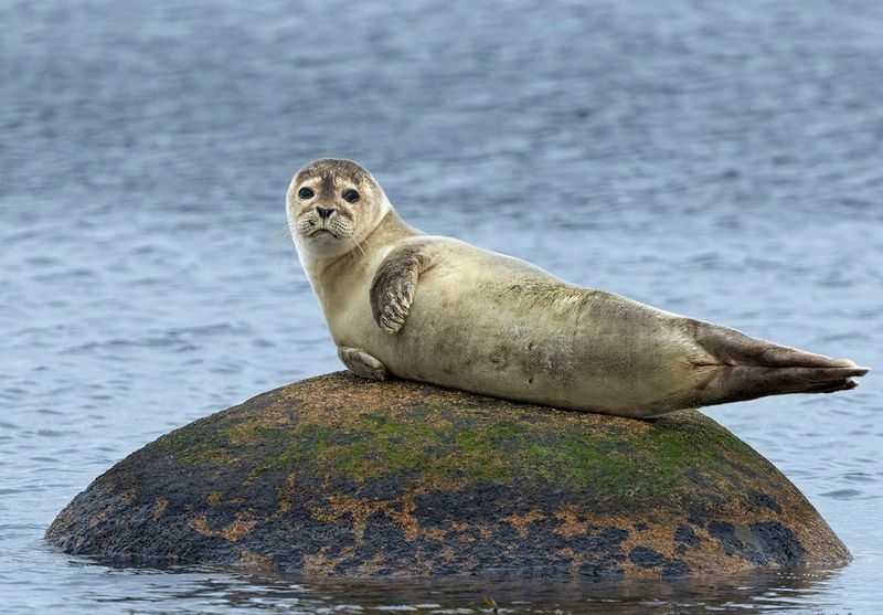 Common Seal, juvenile