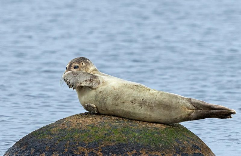 Common Seal, juvenile