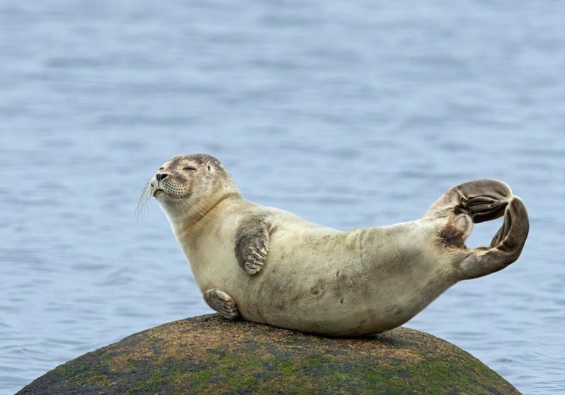 Common Seal, juvenile. Seems to feel quite good