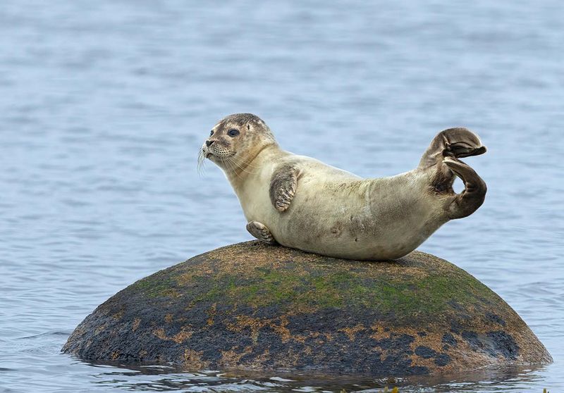 Common Seal, juvenile