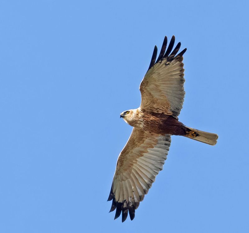 Western March Harrier, adult male