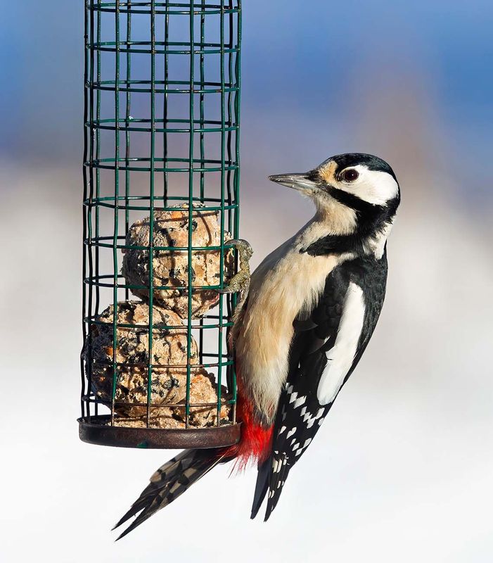 Great Spotted Woodpecker, female