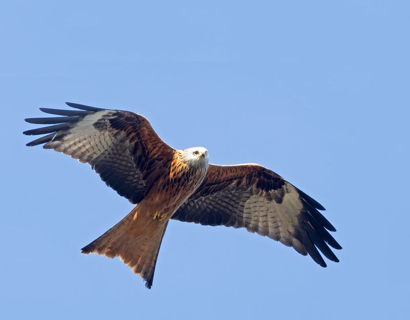 Red Kite, adult