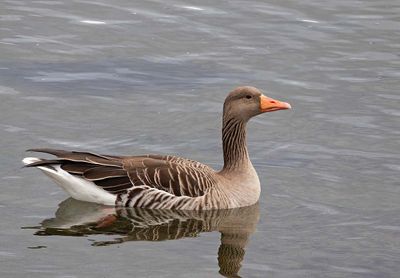 Greylag Goose, (Grågås)