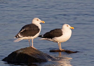 Great Black-backed Gull, adult winter