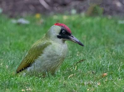 European Green Woodpecker, female