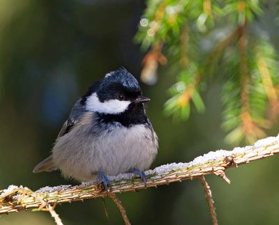 Coal Tit