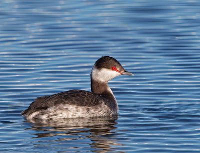 Horned Grebe, winter