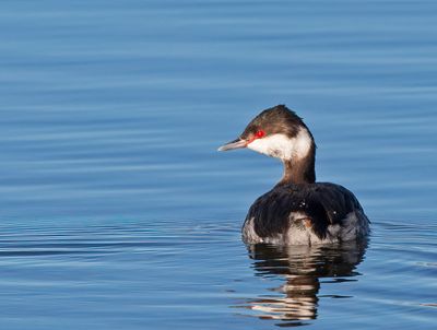 Horned Grebe, winter