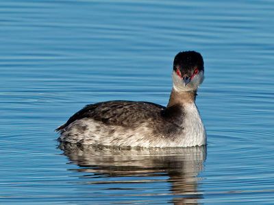 Horned Grebe, winter
