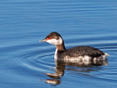 Horned Grebe, (Svarthakedopping)